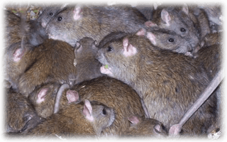 Förebygga att råttor inte finns utomhus