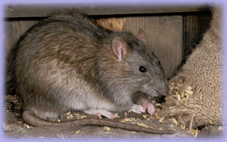 Ta hand om råttorna som kommit in i huset